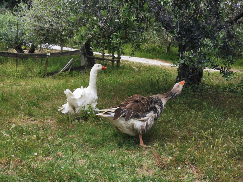 Due oche a spasso tra gli ulivi, di fianco al sentiero di breccia che conduce alla Cantina Zazzera.